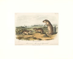 Mexican Marmot Squirrel by Audubon