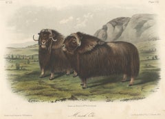 Musk Ox by Audubon