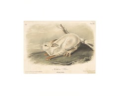 Northern Hare by Audubon