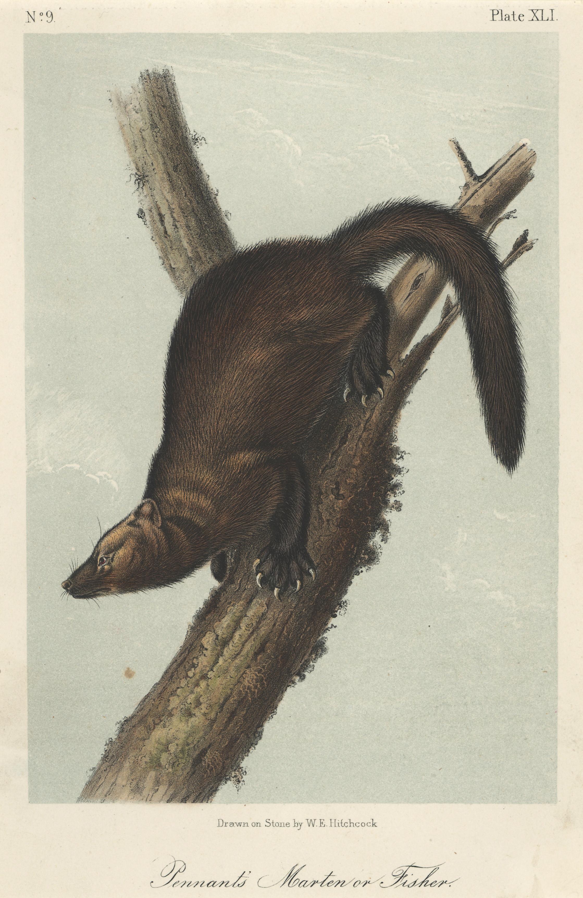 Pennant's Marten or Fischer by Audubon  - Print by John Woodhouse Audubon