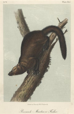 Pennant's Marten or Fischer by Audubon