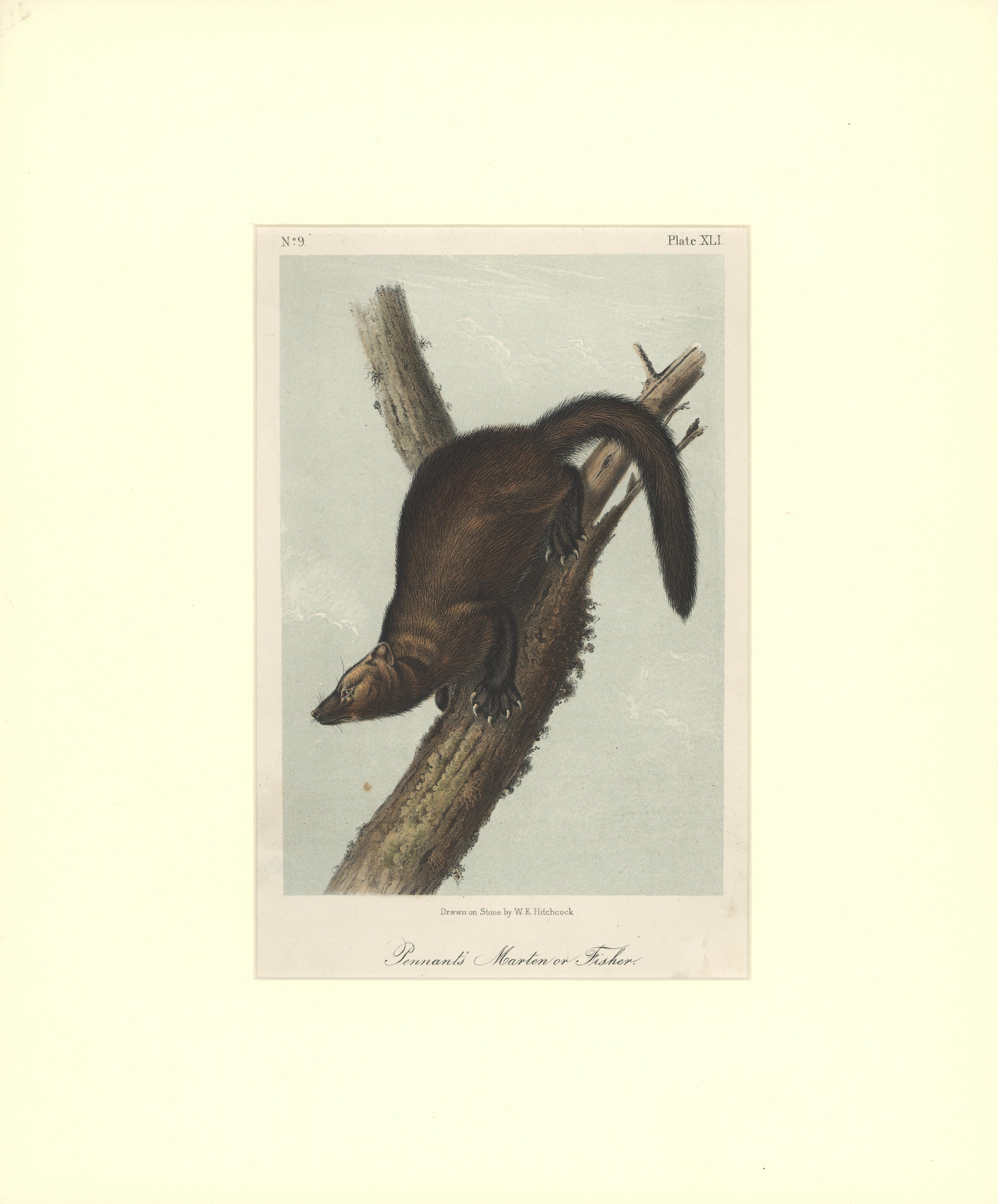 John Woodhouse Audubon Animal Print - Pennant's Marten or Fischer by Audubon 