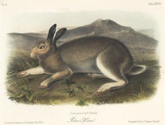 Polar Hare by Audubon