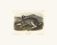 Polar Hare by Audubon
