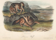 Prairie Wolf  by Audubon