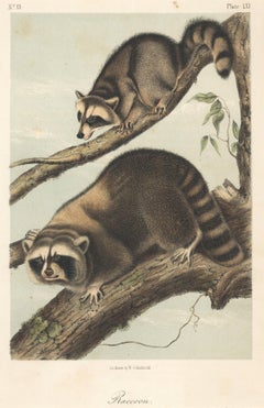 Raccoon by Audubon