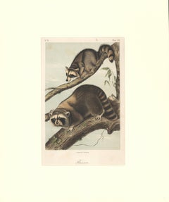 Raccoon by Audubon