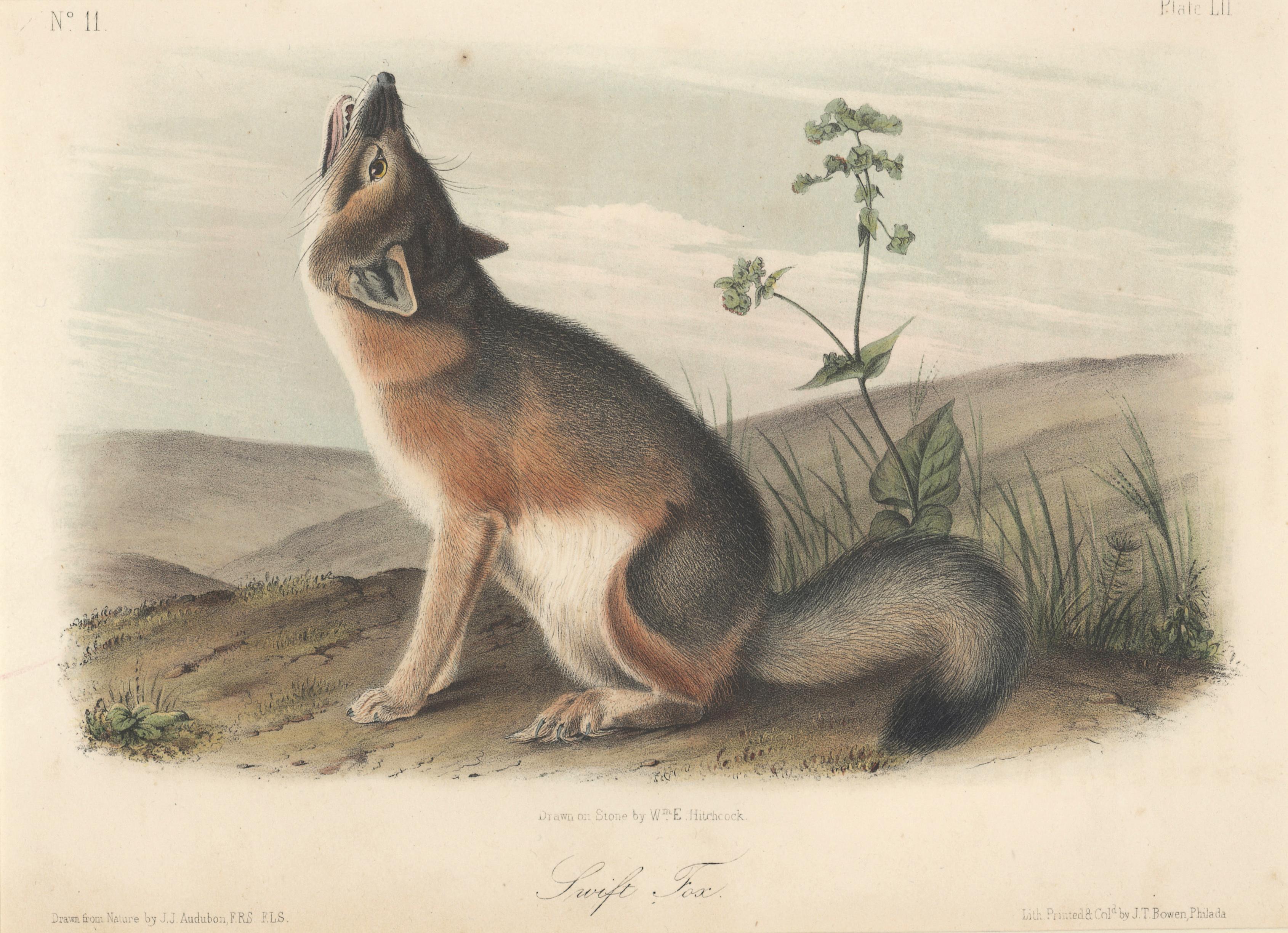 Swift Fox by Audubon  - Print by John Woodhouse Audubon