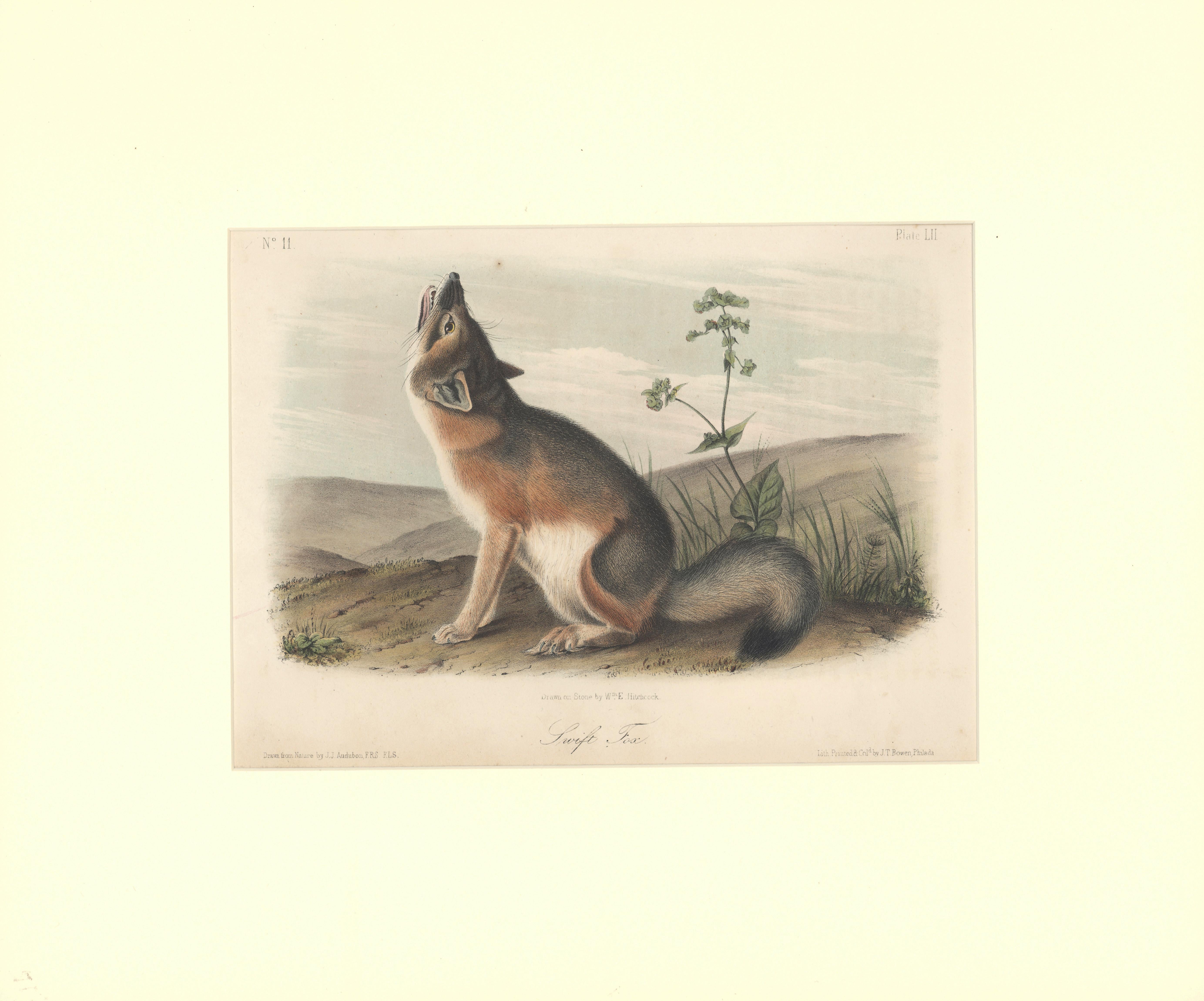 John Woodhouse Audubon Animal Print - Swift Fox by Audubon 