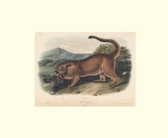 The Cougar by Audubon