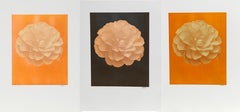 Set of 3 Dahlia Floral Photographs 3 by Jonathan Singer