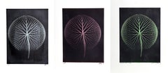 Set of 3 Giant Amazon Waterlily Floral Photographs 2 by Jonathan Singer