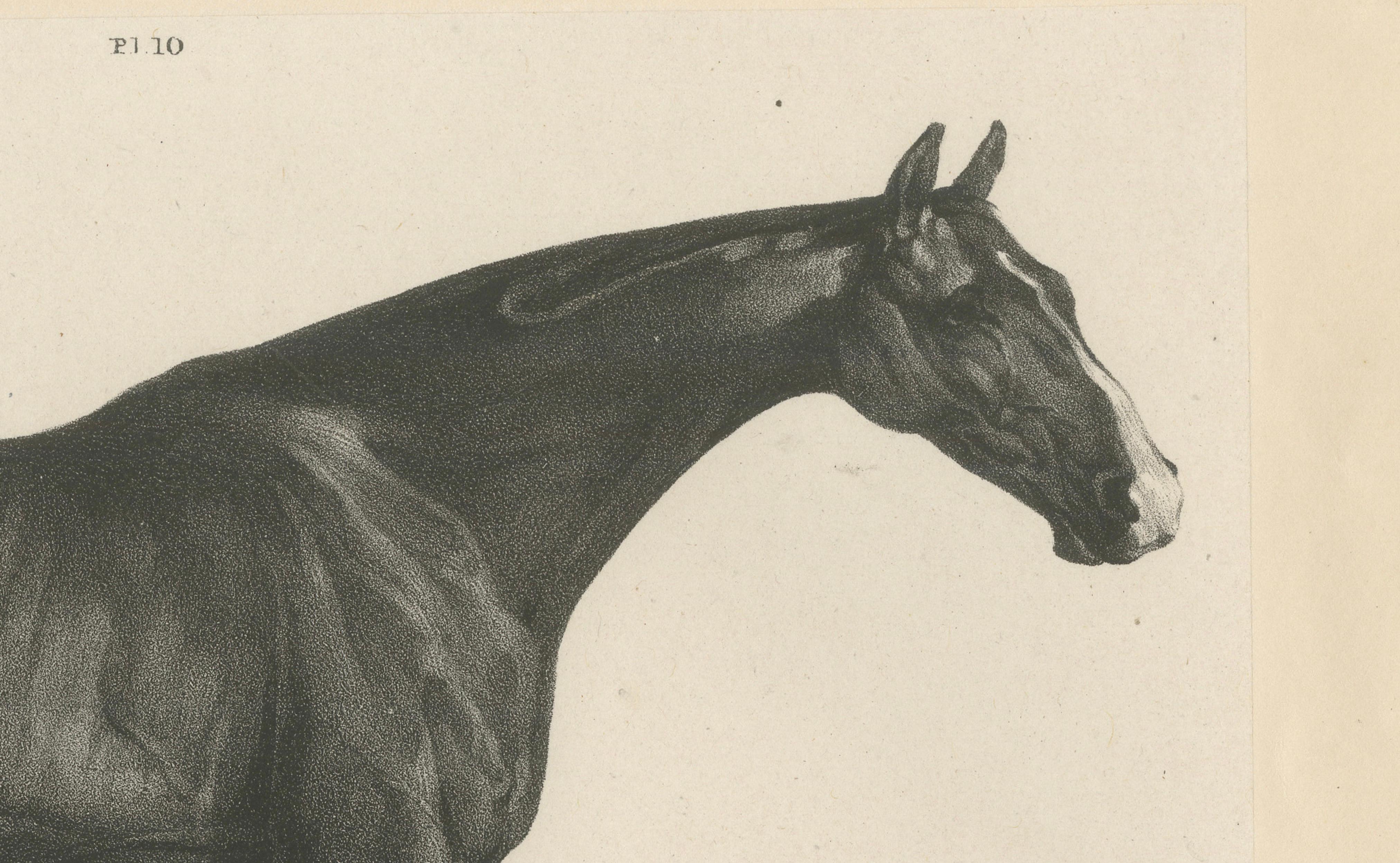 Johnny & An Old Hunter – Pair of Antique Sporting Horse Lithographs c.1840