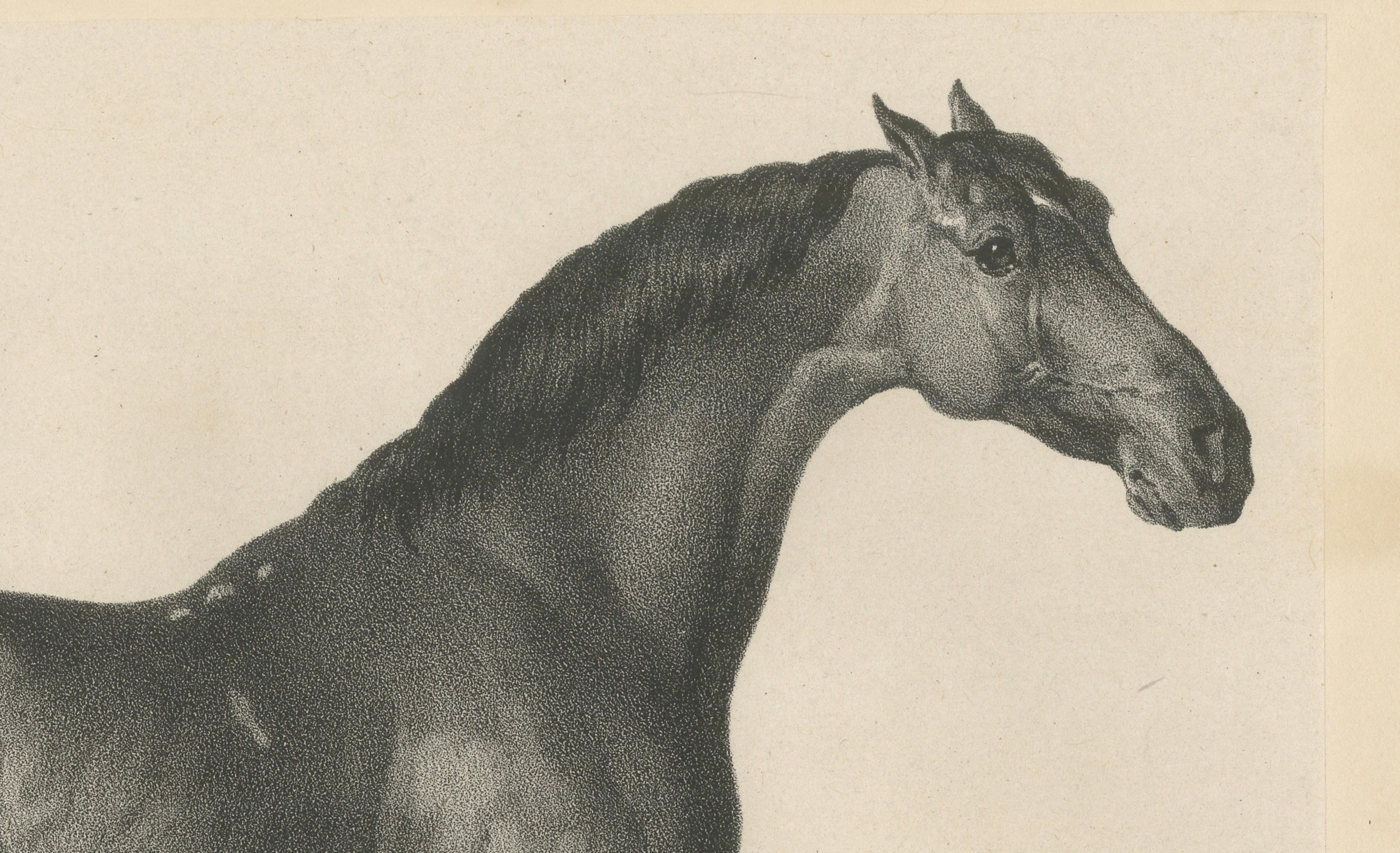 Johnny & An Old Hunter – Pair of Antique Sporting Horse Lithographs c.1840