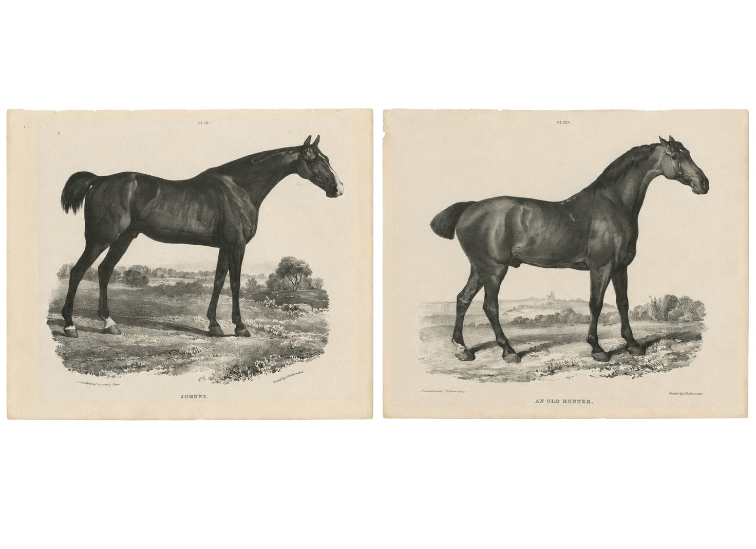 Johnny & An Old Hunter - Paire de lithographies anciennes de chevaux de sport c.I.C. en vente