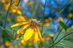 Bee Pollinating Cutleaf Coneflower (Gold, Yellow, Nature, Summer, ~30% OFF)