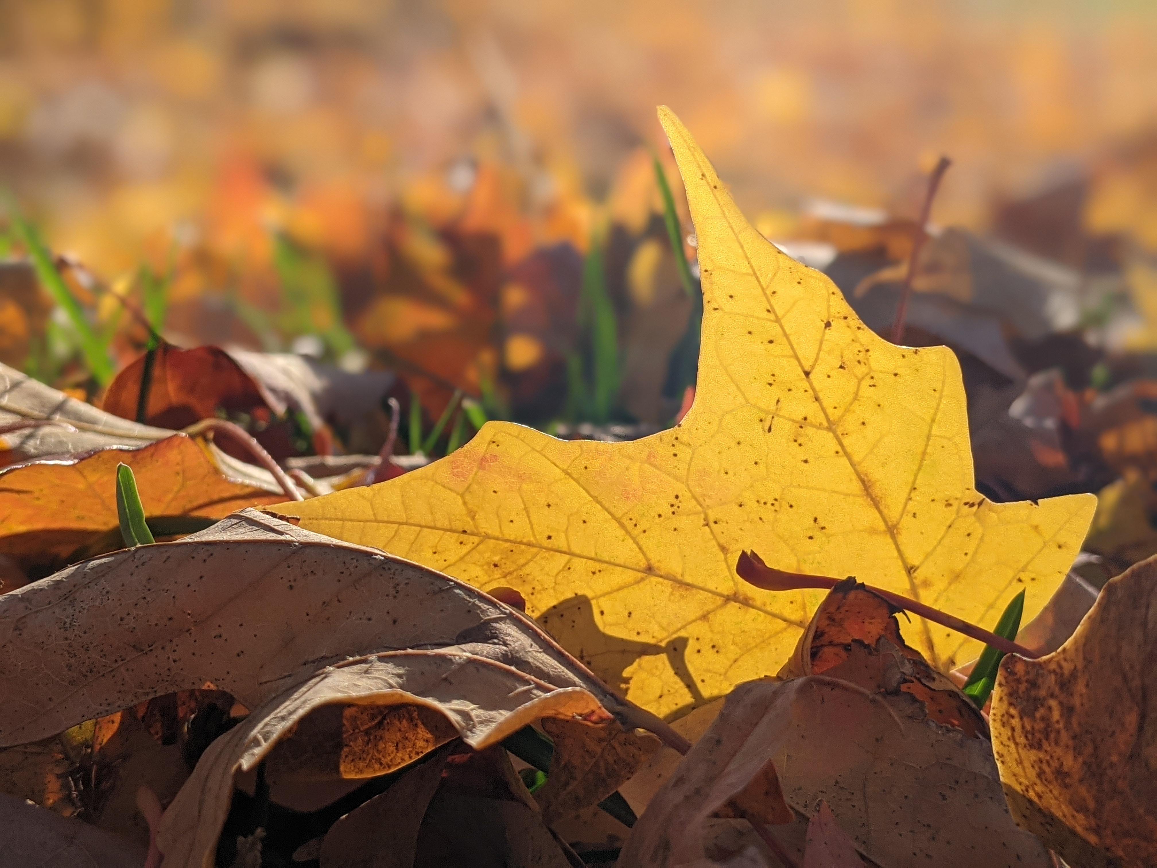 JoLynne Martinez  Landscape Photograph - Leaves (Gold, Yellow, Saffron, Nature, Fall, Autumn, Foliage, ~30% OFF)