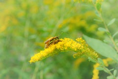 Soldier Beetles Mating on Goldenrod (Gold, Yellow, Nature, Summer, ~30% OFF)