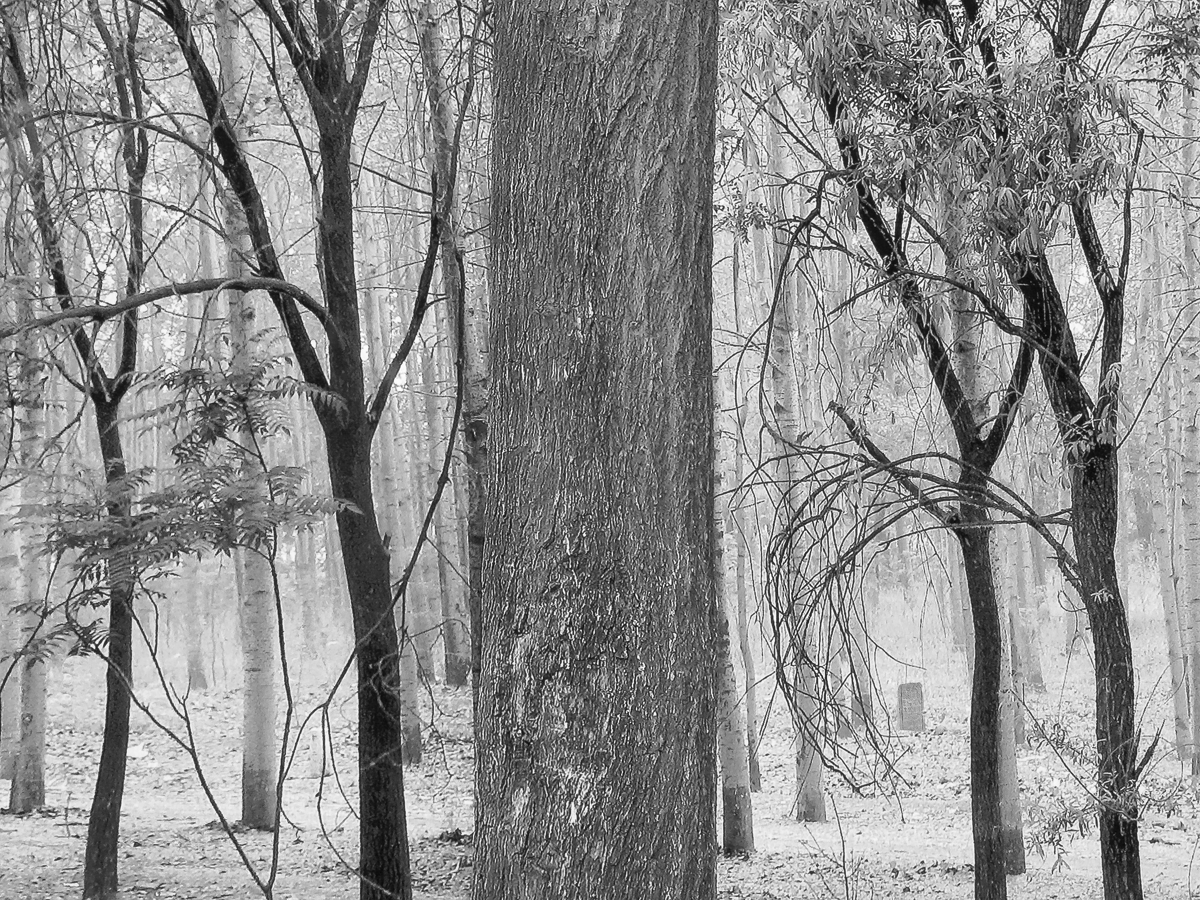 'Cimitero della foresta, Pechino, 2005' di Jon Burris, Stampa digitale a pigmenti in vendita 1
