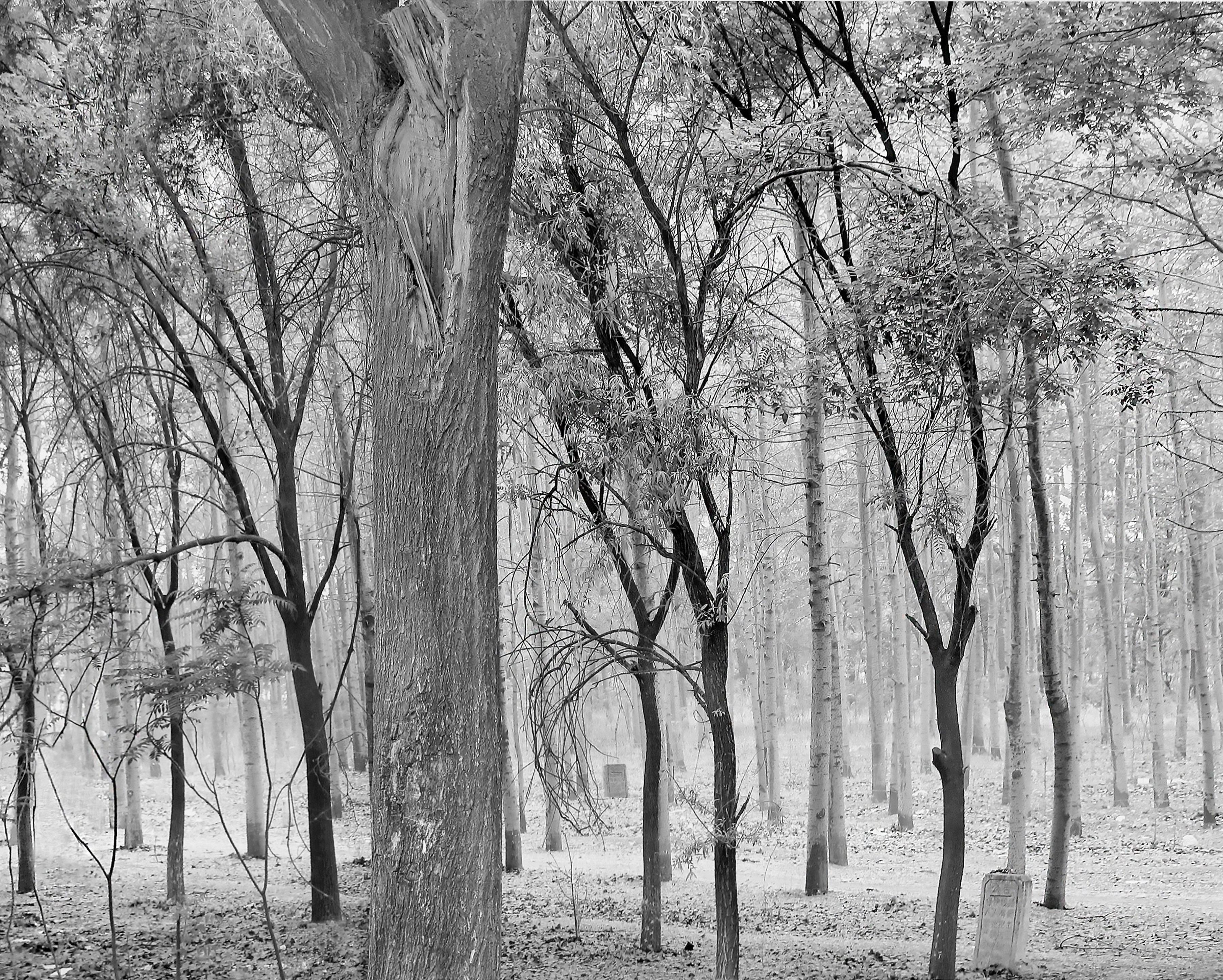 'Cimitero della foresta, Pechino, 2005' di Jon Burris, Stampa digitale a pigmenti in vendita 2