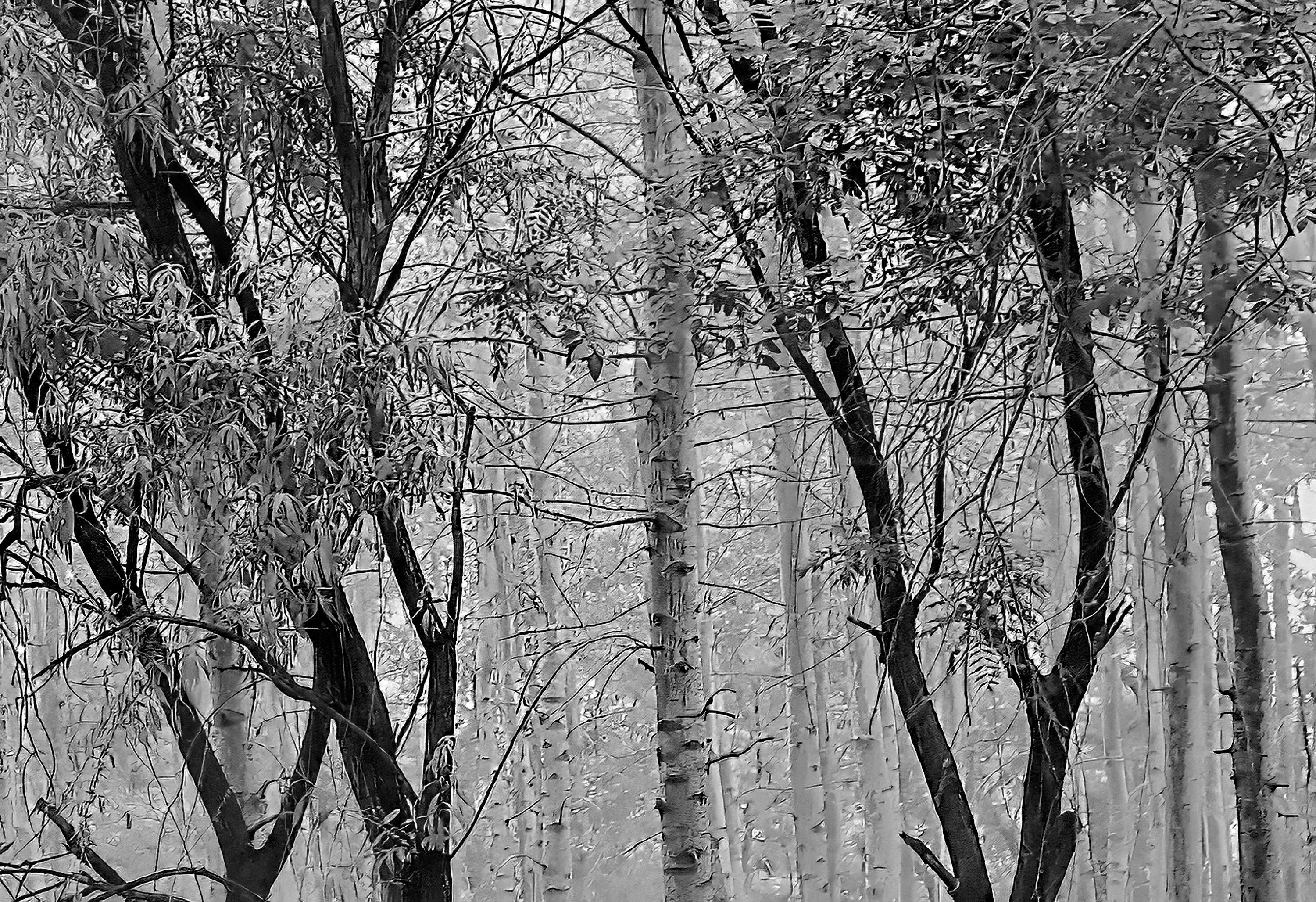 'Cimitero della foresta, Pechino, 2005' di Jon Burris, Stampa digitale a pigmenti in vendita 3