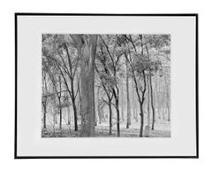 'Forest Graveyard, Beijing, 2005' by Jon Burris, Digital Pigment Print