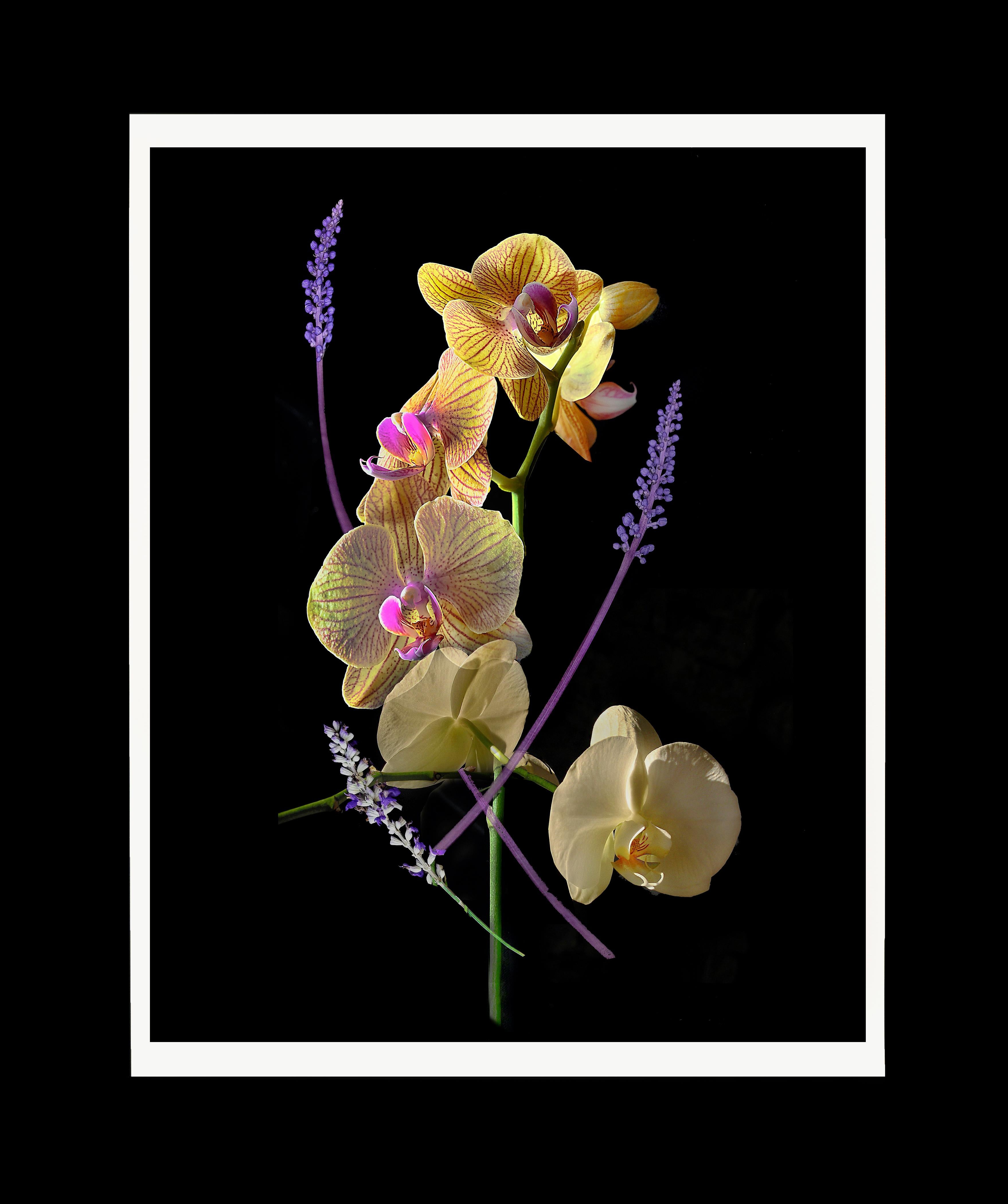 Abstracción orgánica nº 12: Bodegón floral Impresión digital, 20" x 16"