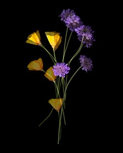 "Organic Abstraction #16"; 20" x 16" Digital Pigment Print, Floral Still Life