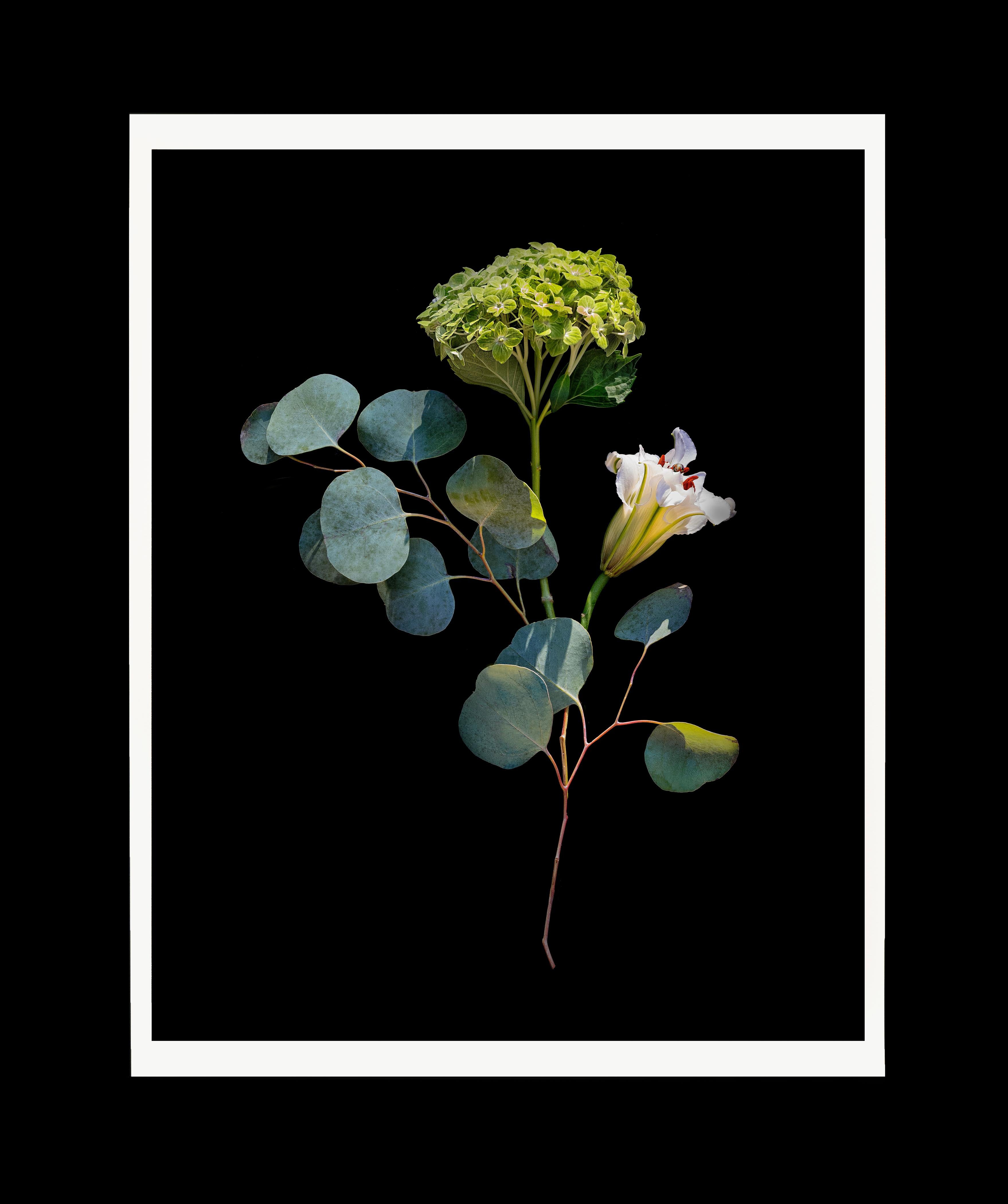 « Abstraction organique n° 17 » ; impression numérique à pigments, 20" x 16", nature morte florale
