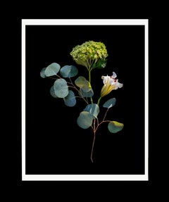 „Organic Abstraction #17“; 20" x 16", digitaler Pigmentdruck, Blumenstillleben
