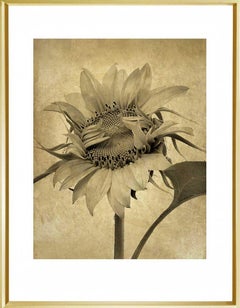 "Girasole (Inizio), giugno 2024, n. 1"; Natura morta con paesaggio floreale