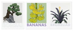 Bonsai, Banana and Bromeliad by Jonas Wood