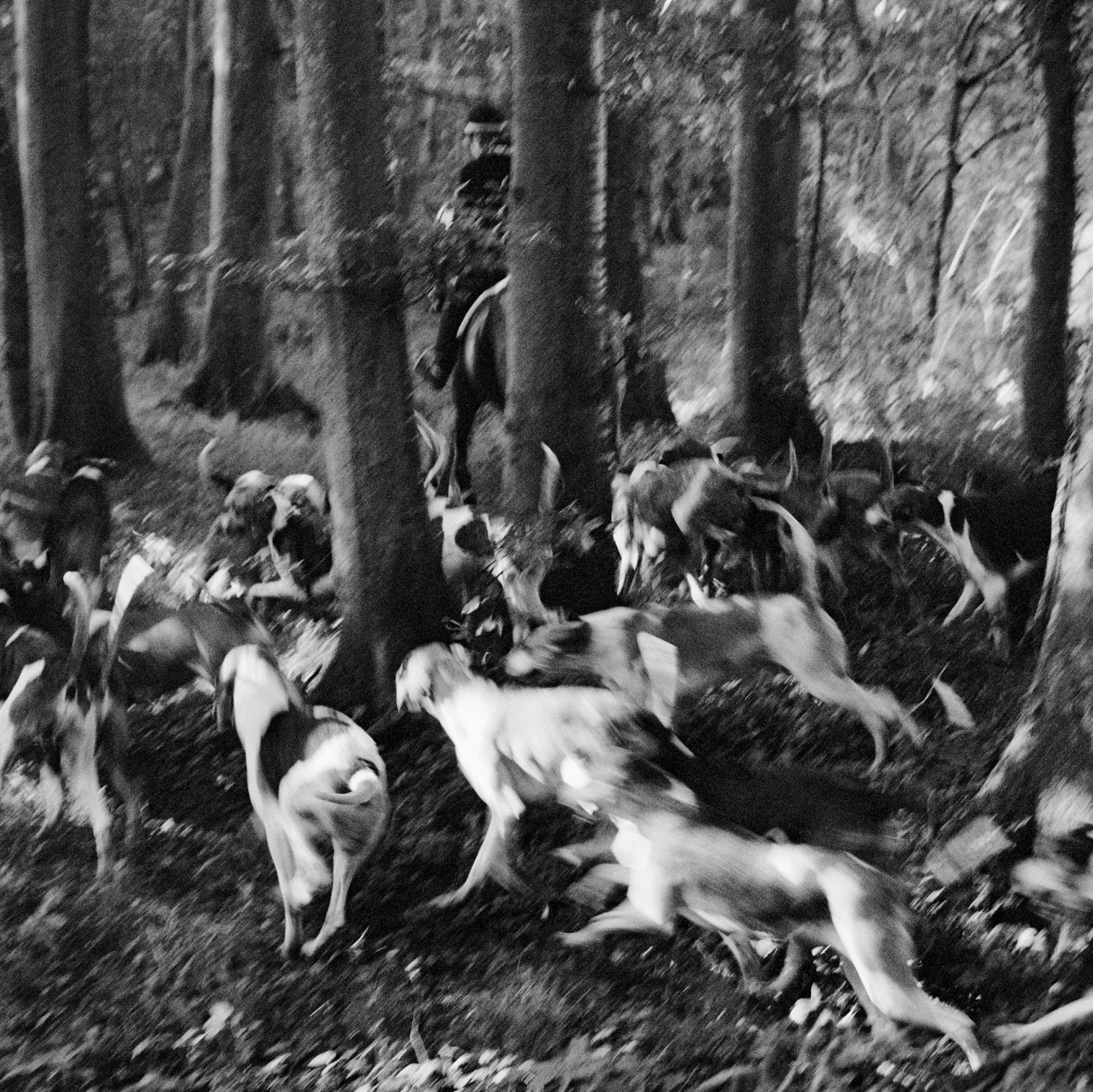 La Chasse au Cerf, Normandie, France, septembre 1975 - Photograph de Jonathan Becker