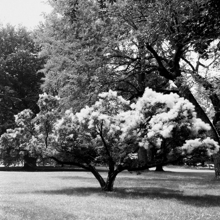 Jonathan Becker Millicent Fenwick at home, Bernardsville, New Jersey, 29 July 1990 For Sale at