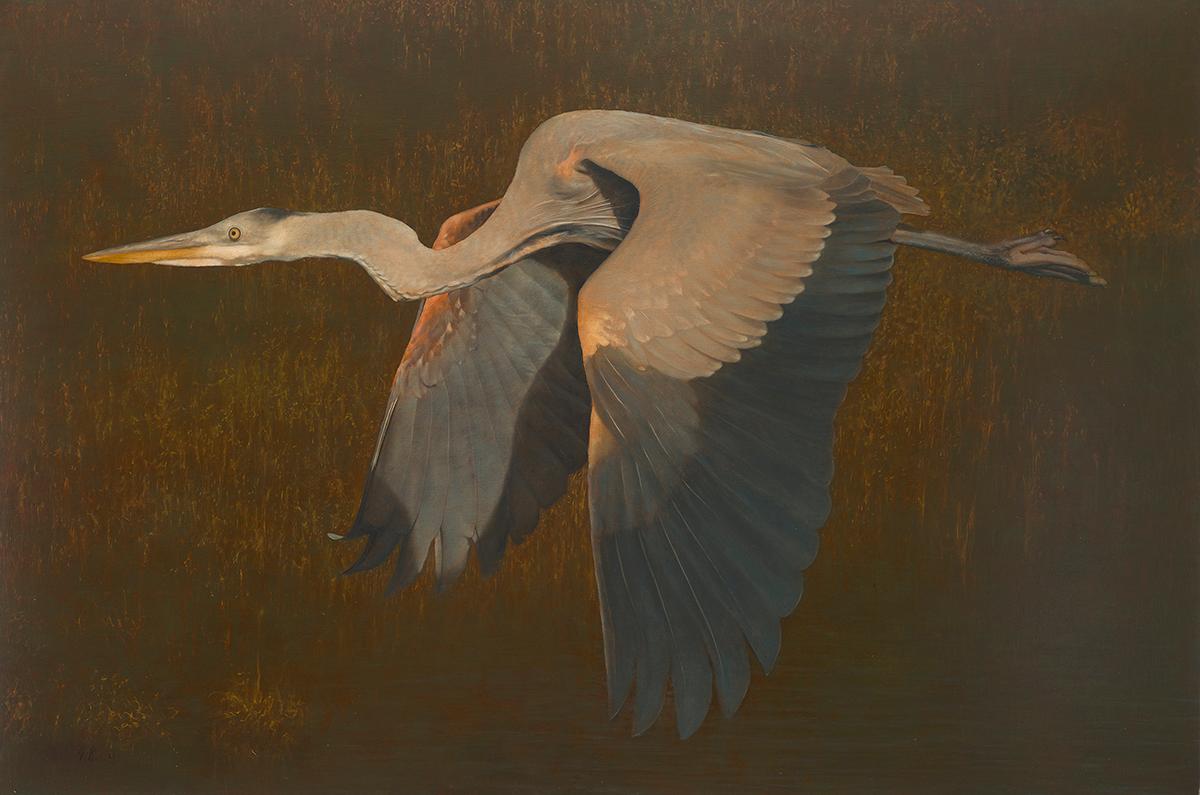 Jonathan Koch Animal Painting - Great Blue Heron