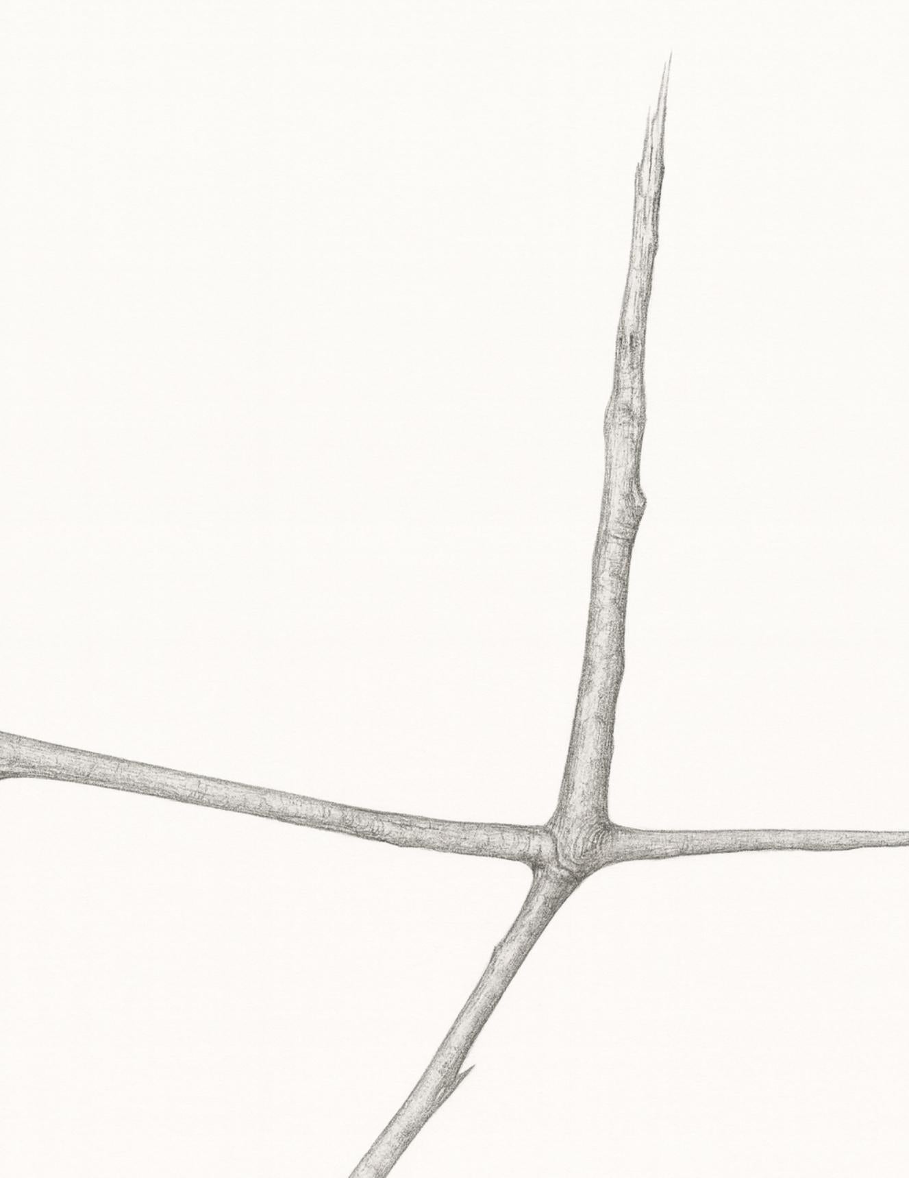 Jonathan Zawada b.1981 Graphite Drawing, Mannose-is-mannose-is mannose 2010 For Sale 2