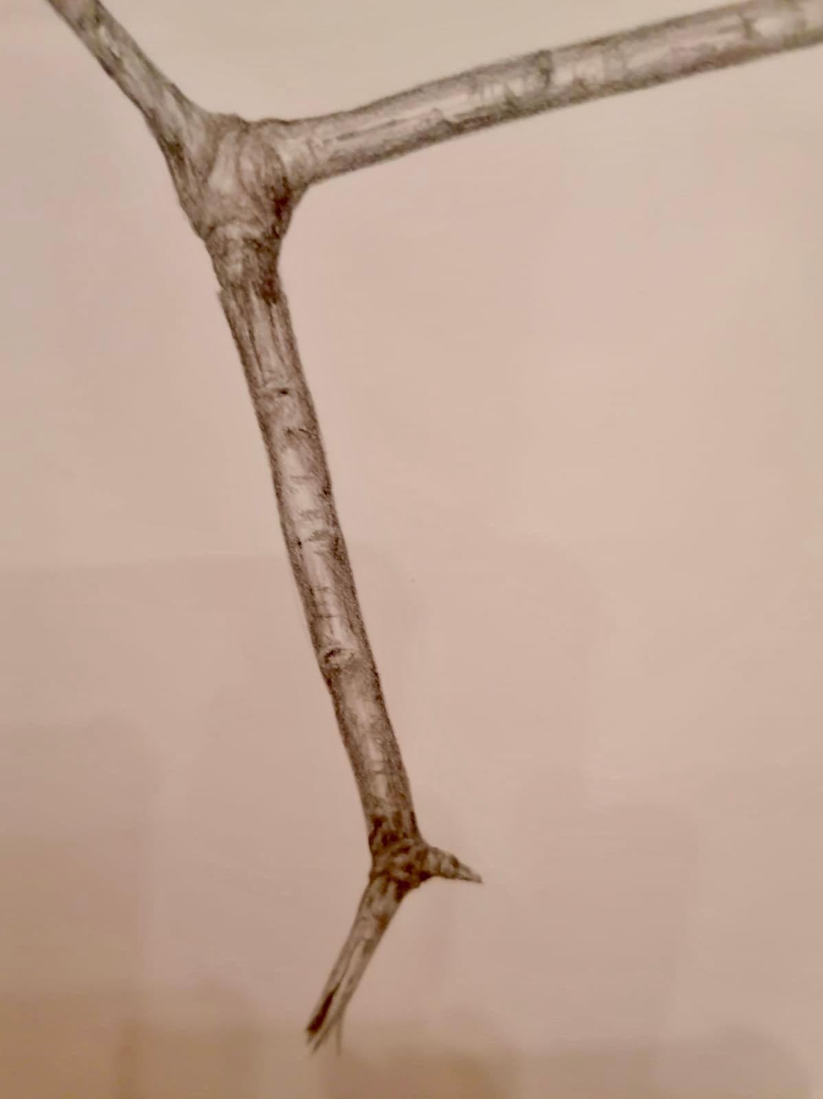 Contemporary Jonathan Zawada b.1981 Graphite Drawing, Mannose-is-mannose-is mannose 2010 For Sale