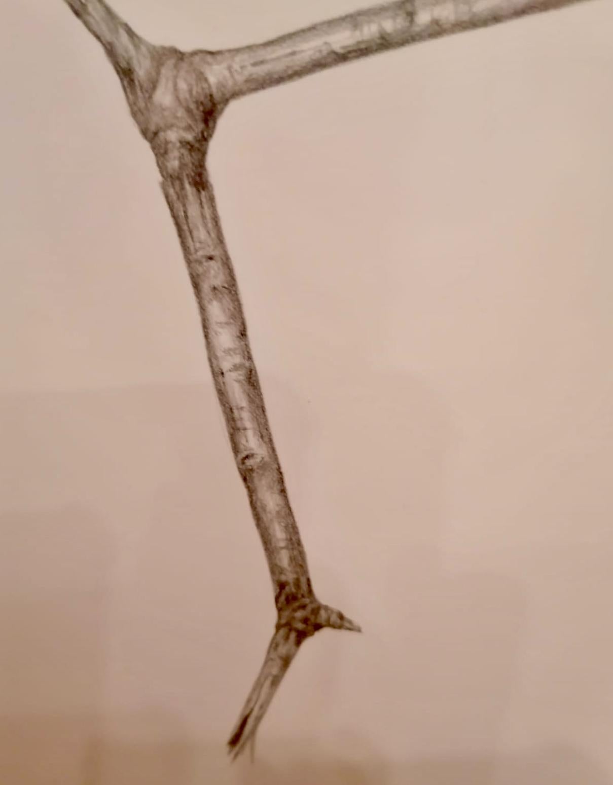 Jonathan Zawada b.1981 Graphite Drawing, Mannose-is-mannose-is mannose 2010 For Sale 1