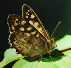 Mariposa de madera moteada - Joran van der Haar, Pintura contemporánea del siglo XXI
