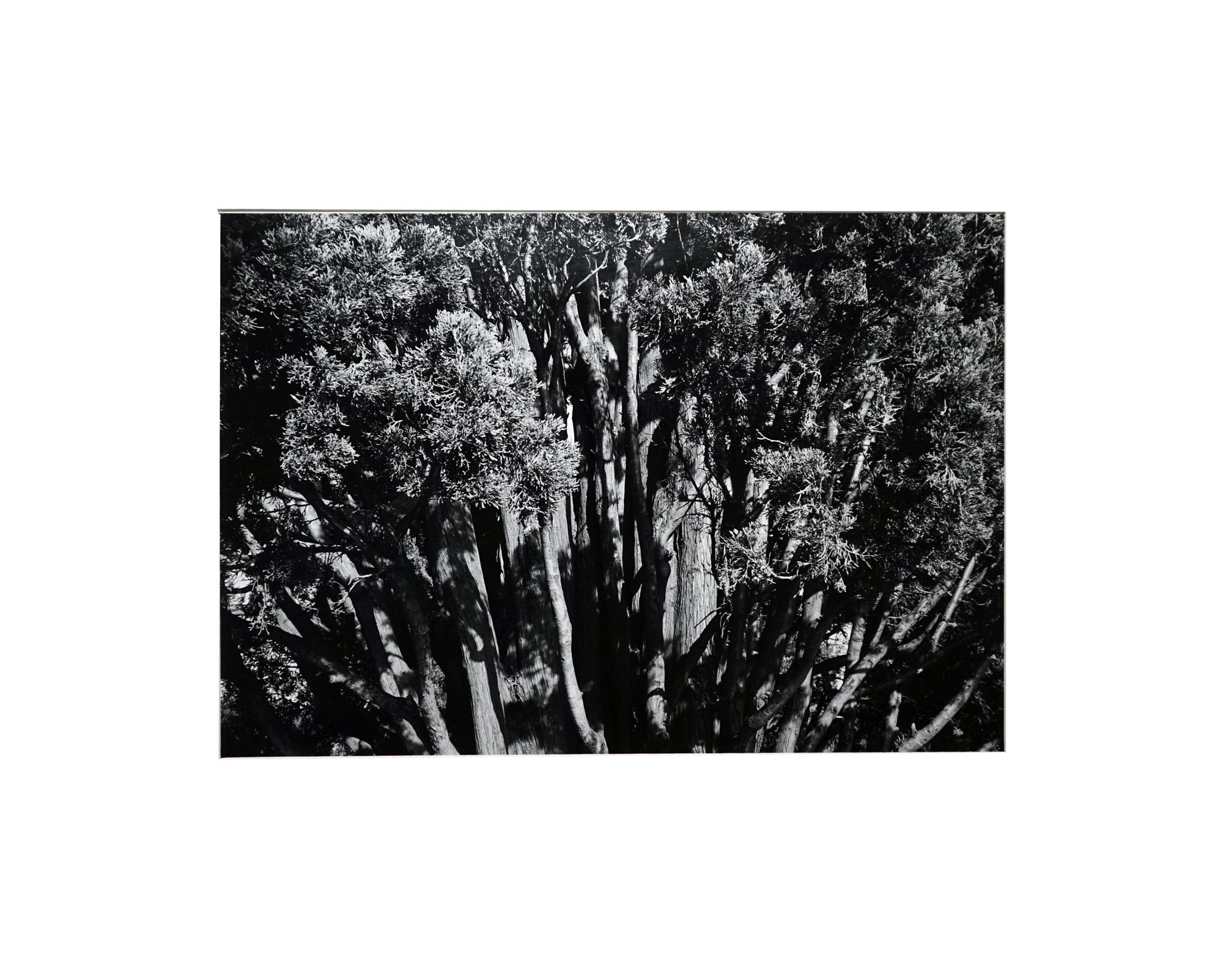 Garden 1 - Coffret Prestige # 5 - 1979, Minimalist Black and White Photography For Sale 11