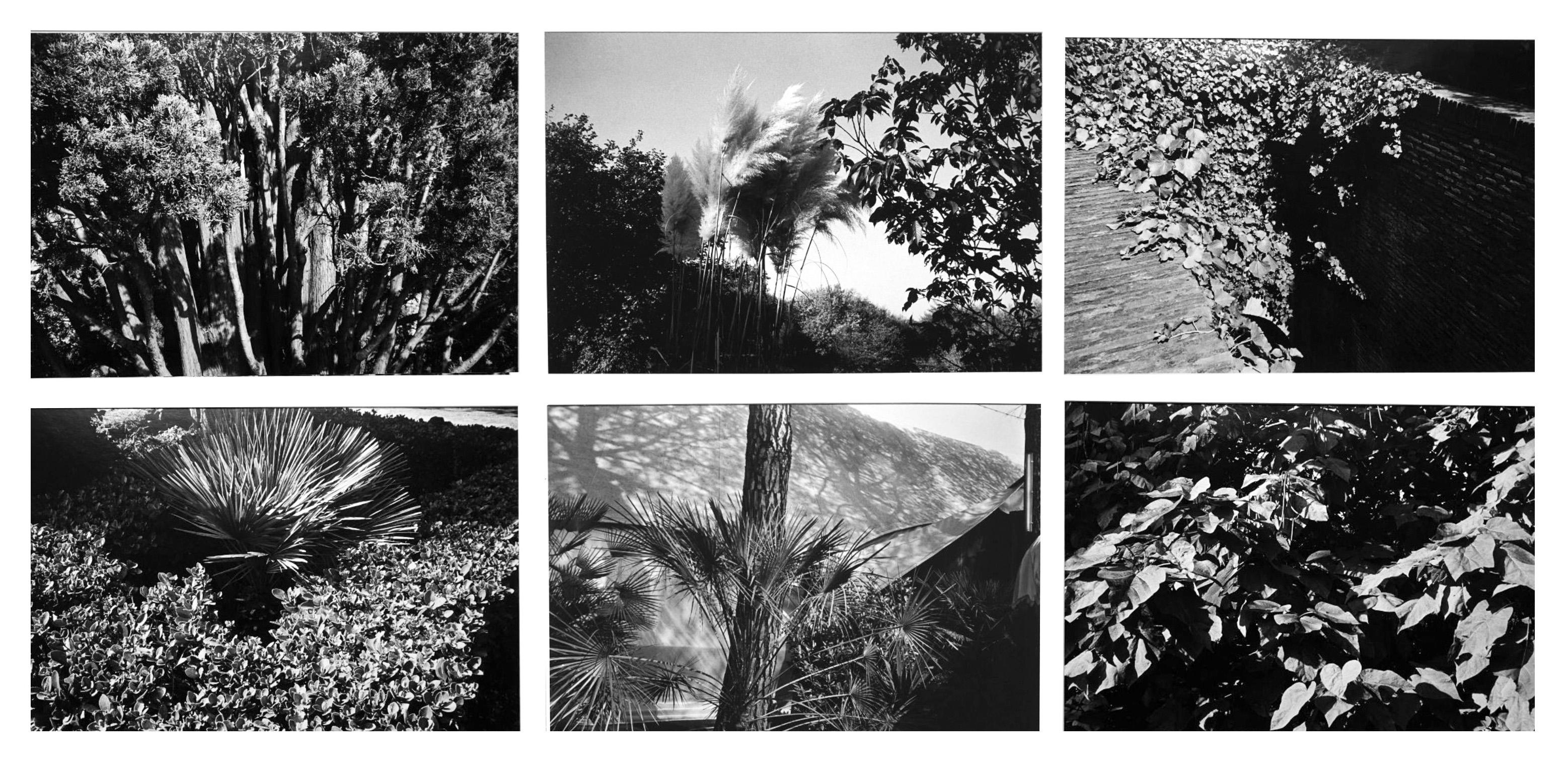 Portfolio Garden 1, 6 photos

From Germany to Portugal, from Portugal to Italy, the artist continues his research on light and its games, this time taking nature and trees as the theme. The black and white, the strong intensity of the contrasts, the
