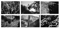Jardín 1 - Coffret Prestige nº 5 - 1979, Fotografía minimalista en blanco y negro
