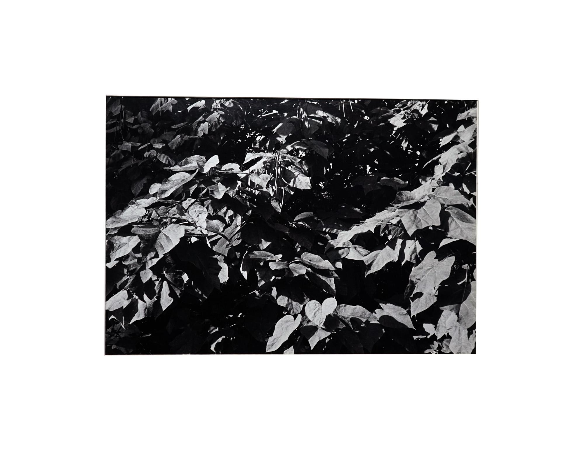Garden 1 - Coffret Prestige # 5 - 1979, Minimalist Black and White Photography For Sale 1