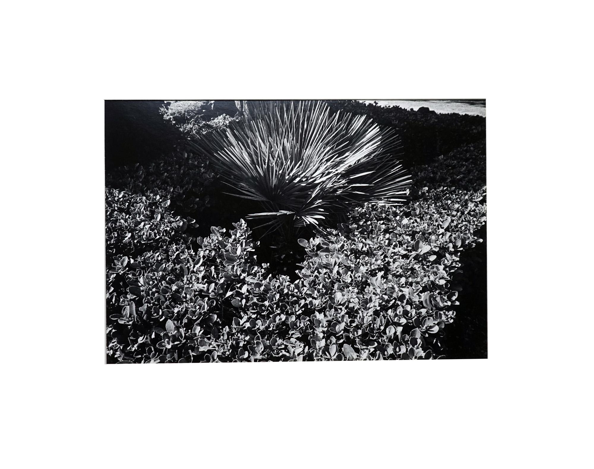 Garden 1 - Coffret Prestige # 5 - 1979, Minimalist Black and White Photography For Sale 5