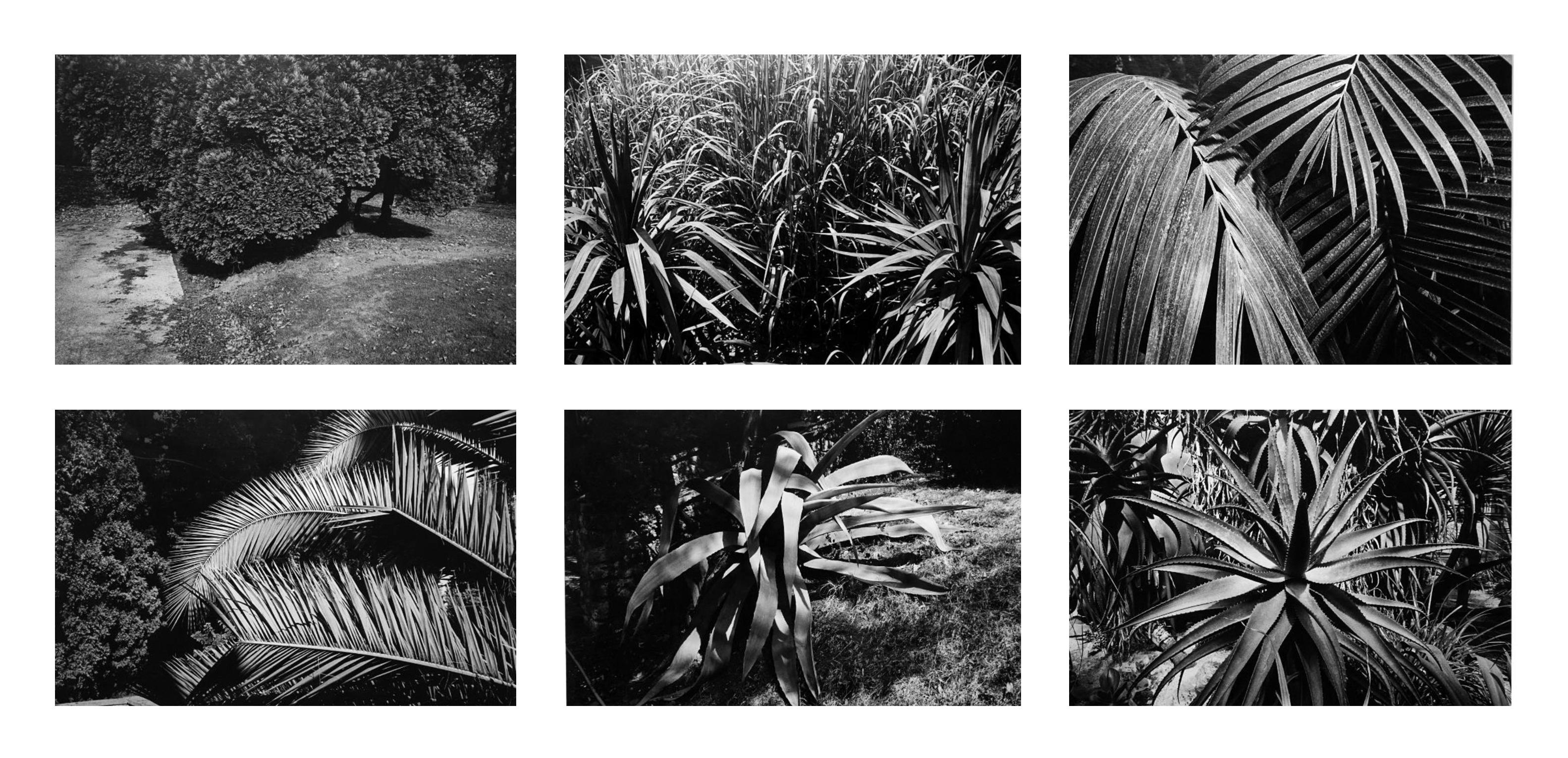 Jörg Krichbaum Abstract Photograph – Garten 1 - Coffret Prestige # 5 - 1979, Minimalistische Schwarz-Weiß-Fotografie