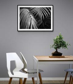 Garden - Off-Print # 1 - 1979 - Minimalist Black & White Photography