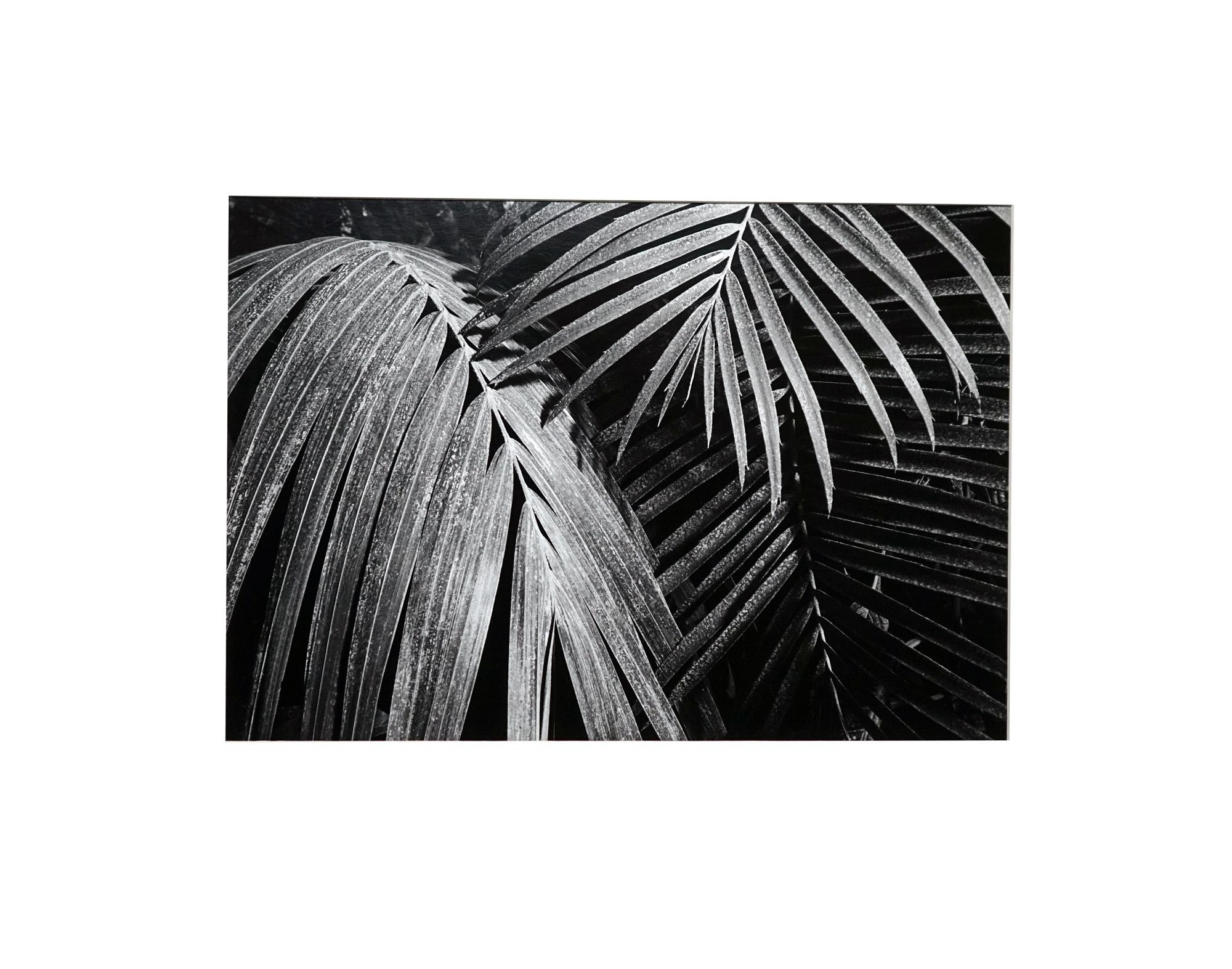 Jardin - Off-White # 1 - 1979 - Photographie minimaliste en noir et blanc en vente 3