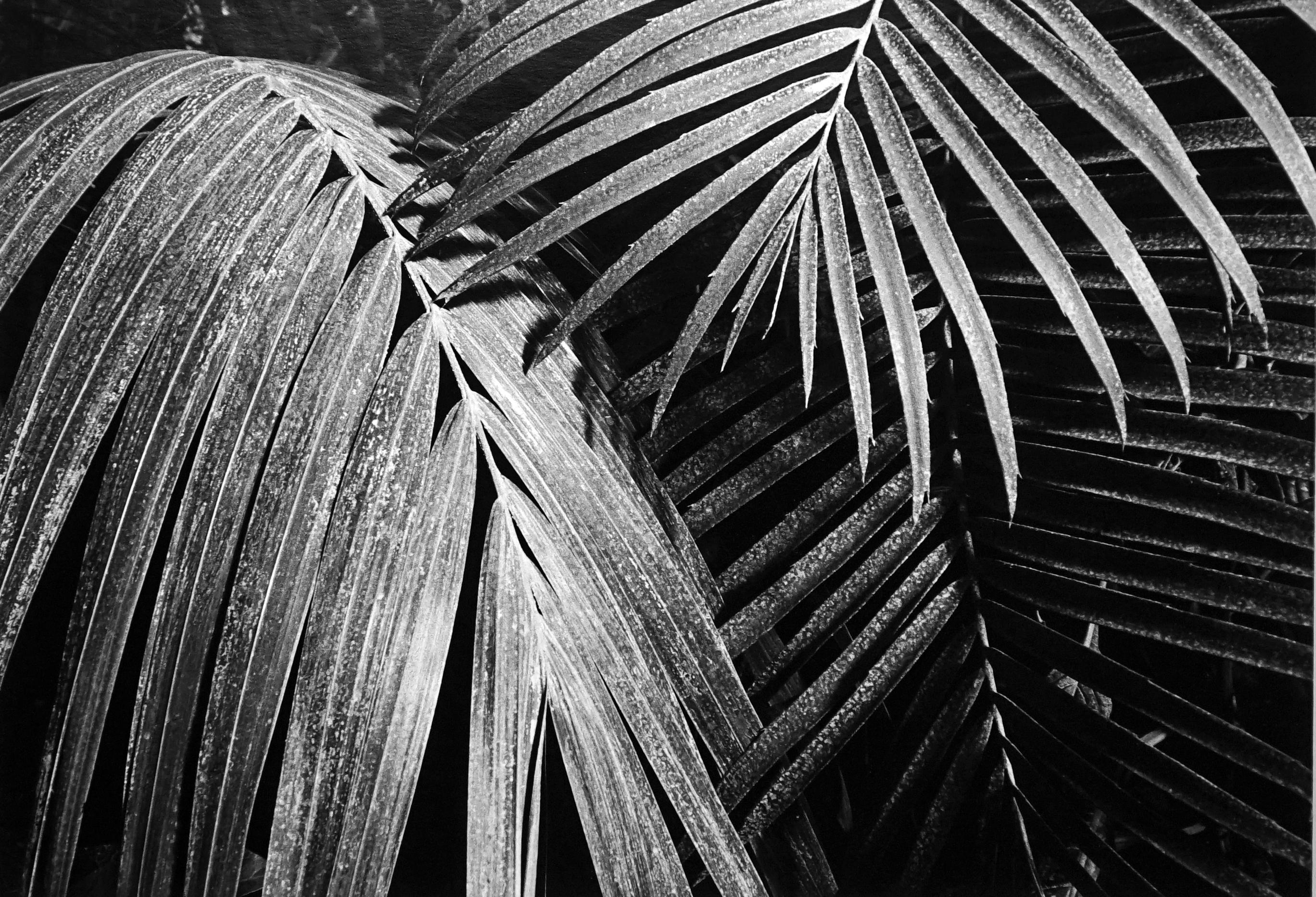Black and White Photograph Jörg Krichbaum - Jardin - Off-White # 1 - 1979 - Photographie minimaliste en noir et blanc
