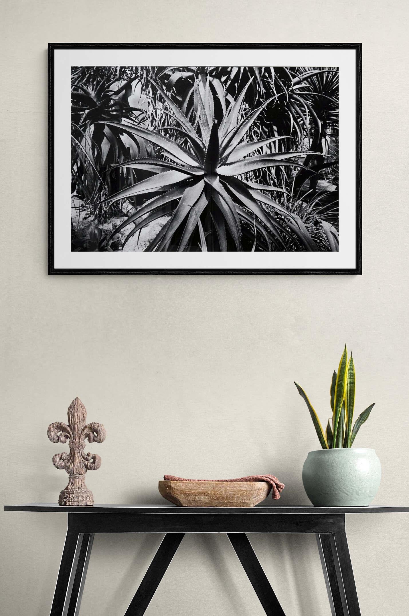 Jardin - Off-White # 2 - Roma 1980 - Photographie minimaliste en noir et blanc en vente 3