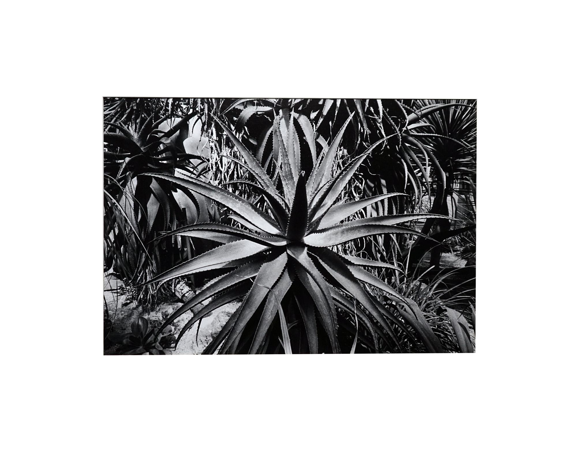 Garden - Off-Print # 2 - Roma 1980 - Minimalist Black & White Photography For Sale 6